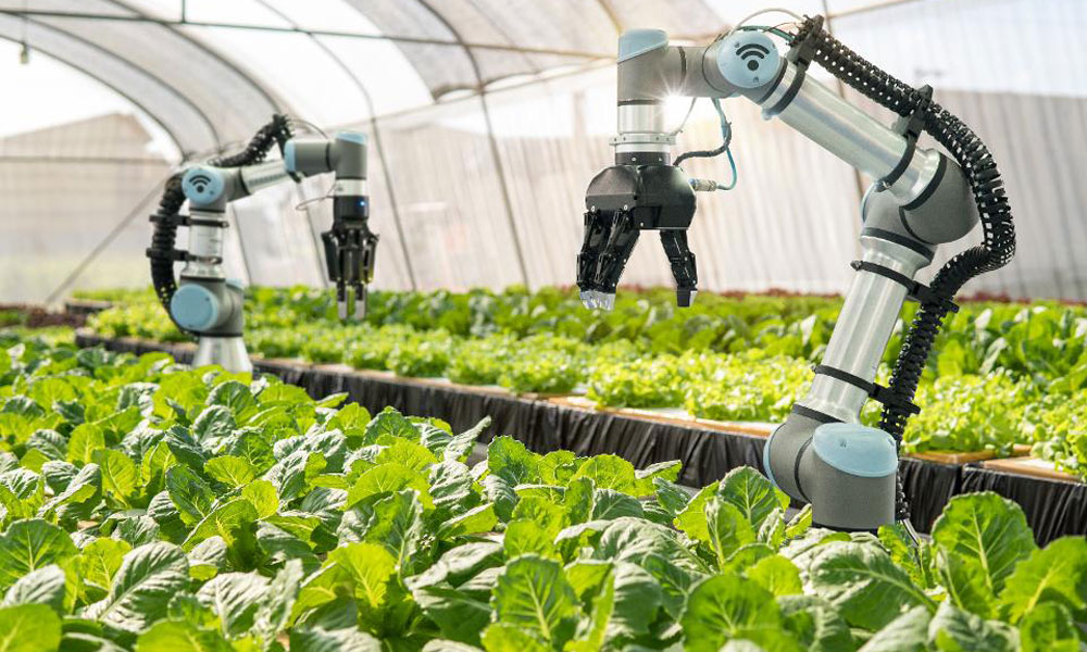 ربات ها در مزرعه کاهو در گلخانه